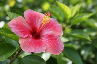 Hibiscus